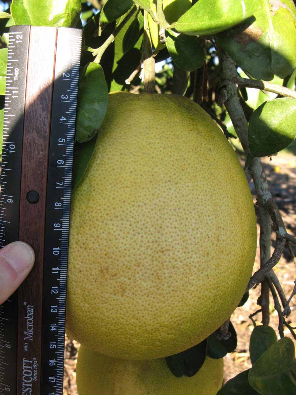            Fruit (Winter Haven, FL)   